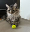 TYWIN - Offered by Owner - Young at Heart Sr.