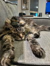 TYWIN - Offered by Owner - Young at Heart Sr.