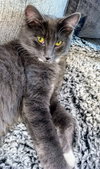 APHRODITE -Offered by Owner - Young Female