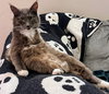 APHRODITE -Offered by Owner - Young Female