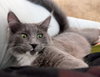 APHRODITE -Offered by Owner - Young Female
