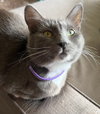APHRODITE -Offered by Owner - Young Female