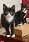 Dottie & Freddie - Offered by Owner - Bonded Pai