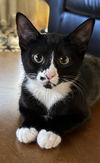 Dottie & Freddie - Offered by Owner - Bonded Pai