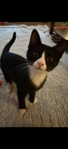 Dottie & Freddie - Offered by Owner - Bonded Pai