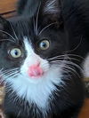 Dottie & Freddie - Offered by Owner - Bonded Pai