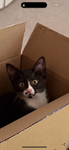 Dottie & Freddie - Offered by Owner - Bonded Pai