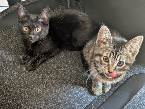 Sesame and Tahini - Best Friend Kittens