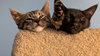 Sesame and Tahini - Best Friend Kittens