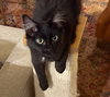 Mercedes and Nicholas - Young kitten duo