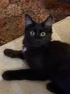 Mercedes and Nicholas - Young kitten duo