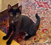 Mercedes and Nicholas - Young kitten duo