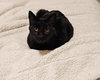 DIESEL - Offered by Owner - Older Family Cat