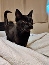 DIESEL - Offered by Owner - Older Family Cat