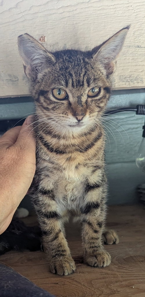 TIGER KITTEN - Sally - Offered by Owner