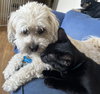 MILO & MOLLY - Good with dogs!
