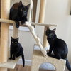 MILO & MOLLY - Good with dogs!
