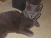 MAUI - Offered by Owner - Older Male