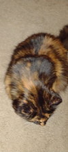 Ragina Mae- Offered by Owner - Senior