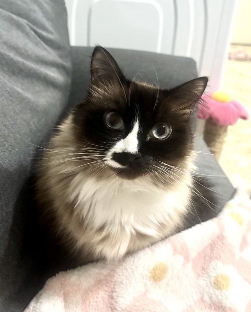 ELLIE - Offered by Owner - Snowshoe