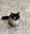ELLIE - Offered by Owner - Snowshoe