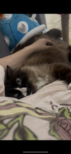 ELLIE - Offered by Owner - Snowshoe