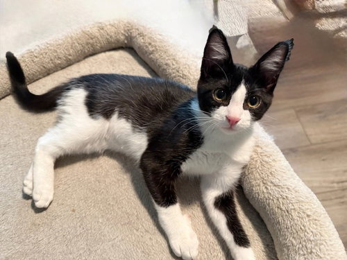 MIMI- Playful and Pretty