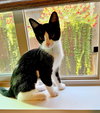 MIMI- Playful and Pretty