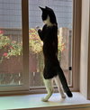 MIMI- Playful and Pretty
