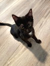 ROSIE - Play and Purr