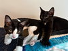 ROSIE - Play and Purr