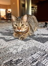NAMMOURA - Offered by Owner - Young female