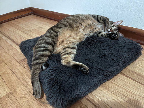 SCOTTY - Offered by Owner