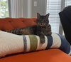 SCOTTY - Offered by Owner