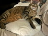 SCOTTY - Offered by Owner
