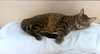 SCOTTY - Offered by Owner