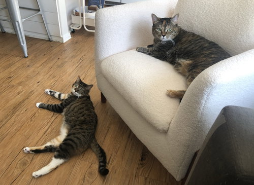 Kiki & Lucy - Offered by Owner