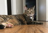 Kiki & Lucy - Offered by Owner