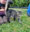MISSY #1655 - Offered by Owner - In/Out Friendly