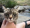 MISSY #1655 - Offered by Owner - In/Out Friendly
