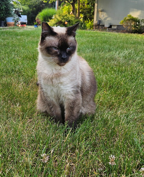 OLIVIA - Offered by Owner - Mostly Deaf Siamese