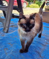 OLIVIA - Offered by Owner - Mostly Deaf Siamese