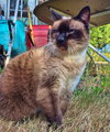 OLIVIA - Offered by Owner - Mostly Deaf Siamese