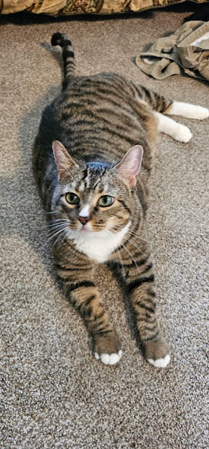 Mr.BIGGLES -  Super-Sized and Friendly