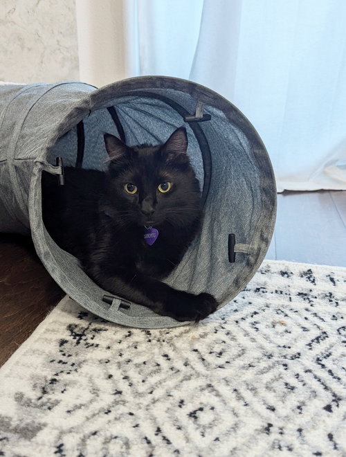 picture of the cat needing adoption