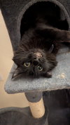 SHOYU - Offred by Owner - Young Male