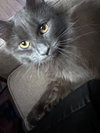 OLIVE - Offered by Owner - Young Female