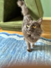 OLIVE - Offered by Owner - Young Female