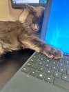 OLIVE - Offered by Owner - Young Female