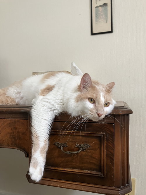NOAH - Offered by Owner - Young indoor male